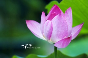 mk体育app下载-国际乒乓球新星亮相，年轻选手迎来机会，国际乒乓球运动员排行榜