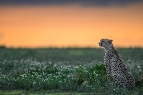 体育mk-中国女排公开训练新阵容初现锋芒，中国女排训练赛
