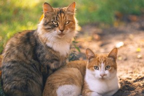 mk体育官方网站-外教引进效果难以评估，教育部引进外教