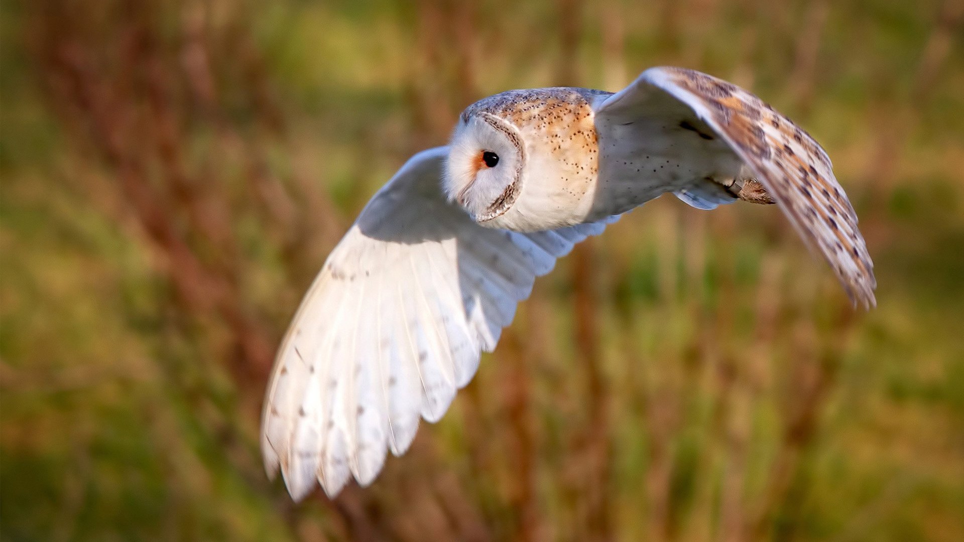印度赛制的革新：如何提升比赛的全球影响力，印度举办过什么世界赛事