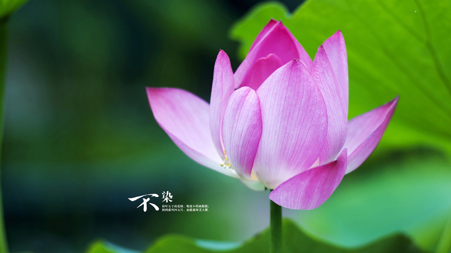 国际乒乓球新星亮相，年轻选手迎来机会，国际乒乓球运动员排行榜