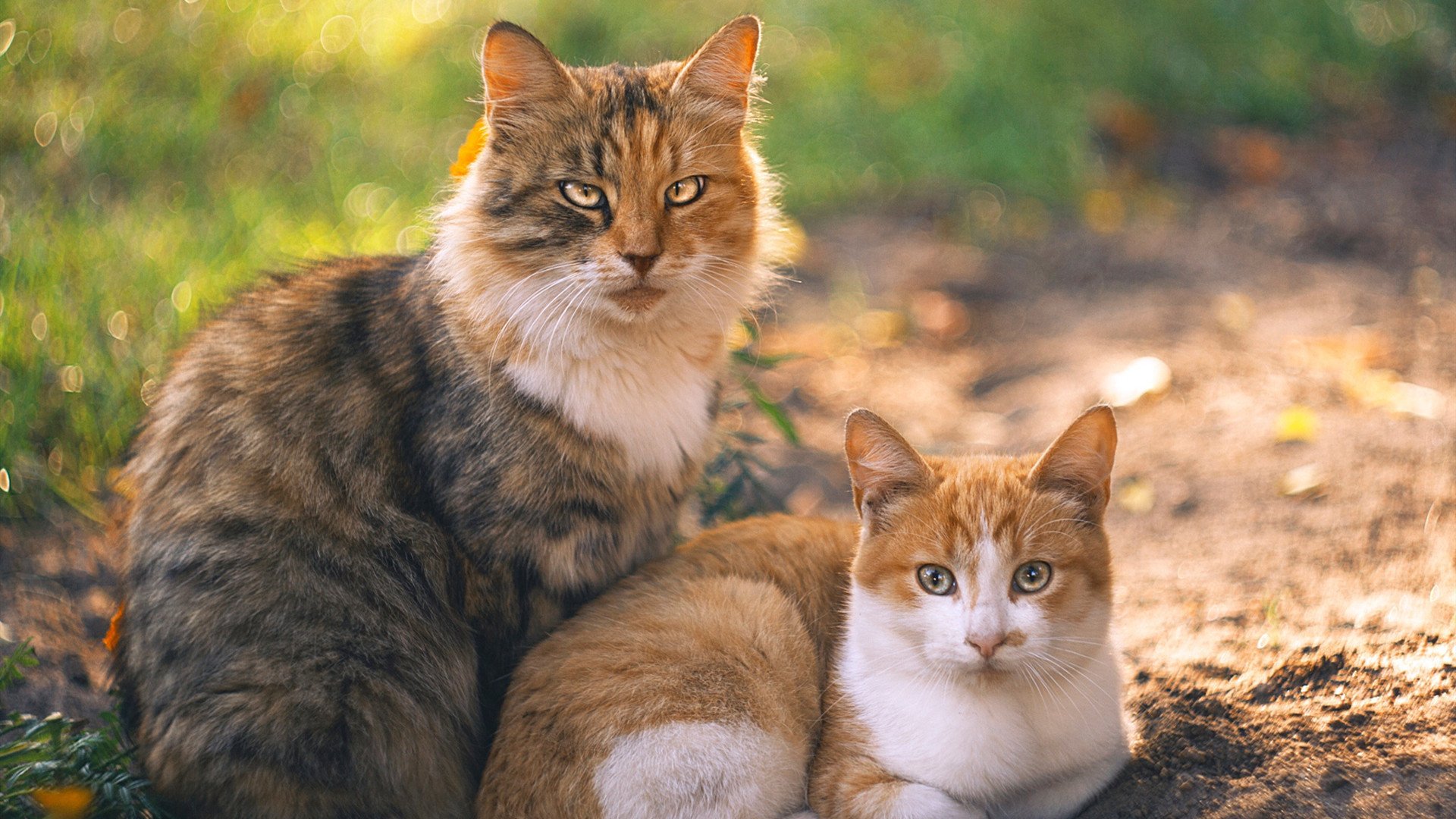 外教引进效果难以评估，教育部引进外教