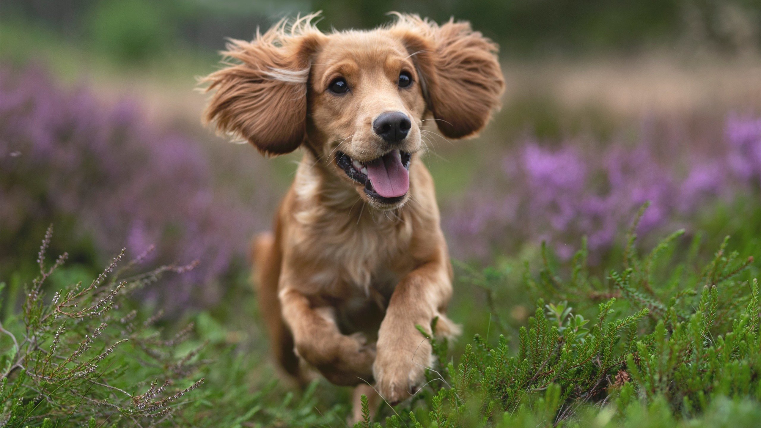 波兰乒乓队的未来：从青训到世界舞台的全面布局，波兰乒乓球国家队