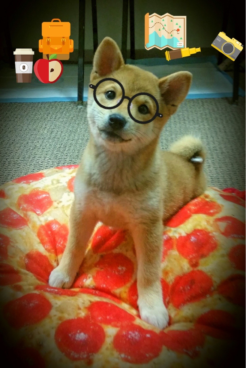 浙江雄狮夺冠背后团队配合与外援发挥关键，浙江雄狮电工科技有限公司