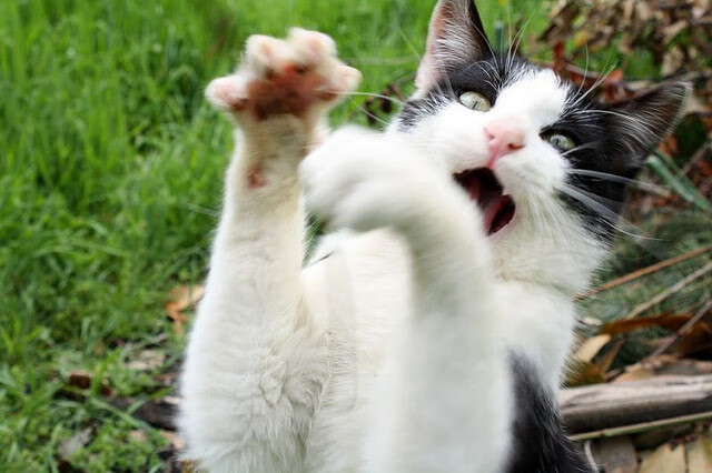 足球教练继续教育体系缺乏强制机制，足球培训体系