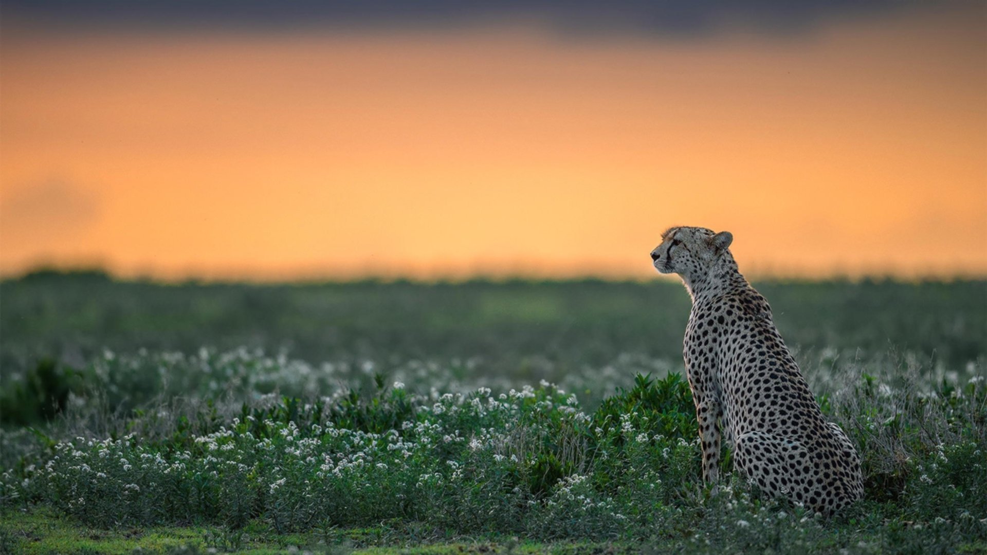 中国女排公开训练新阵容初现锋芒，中国女排训练赛