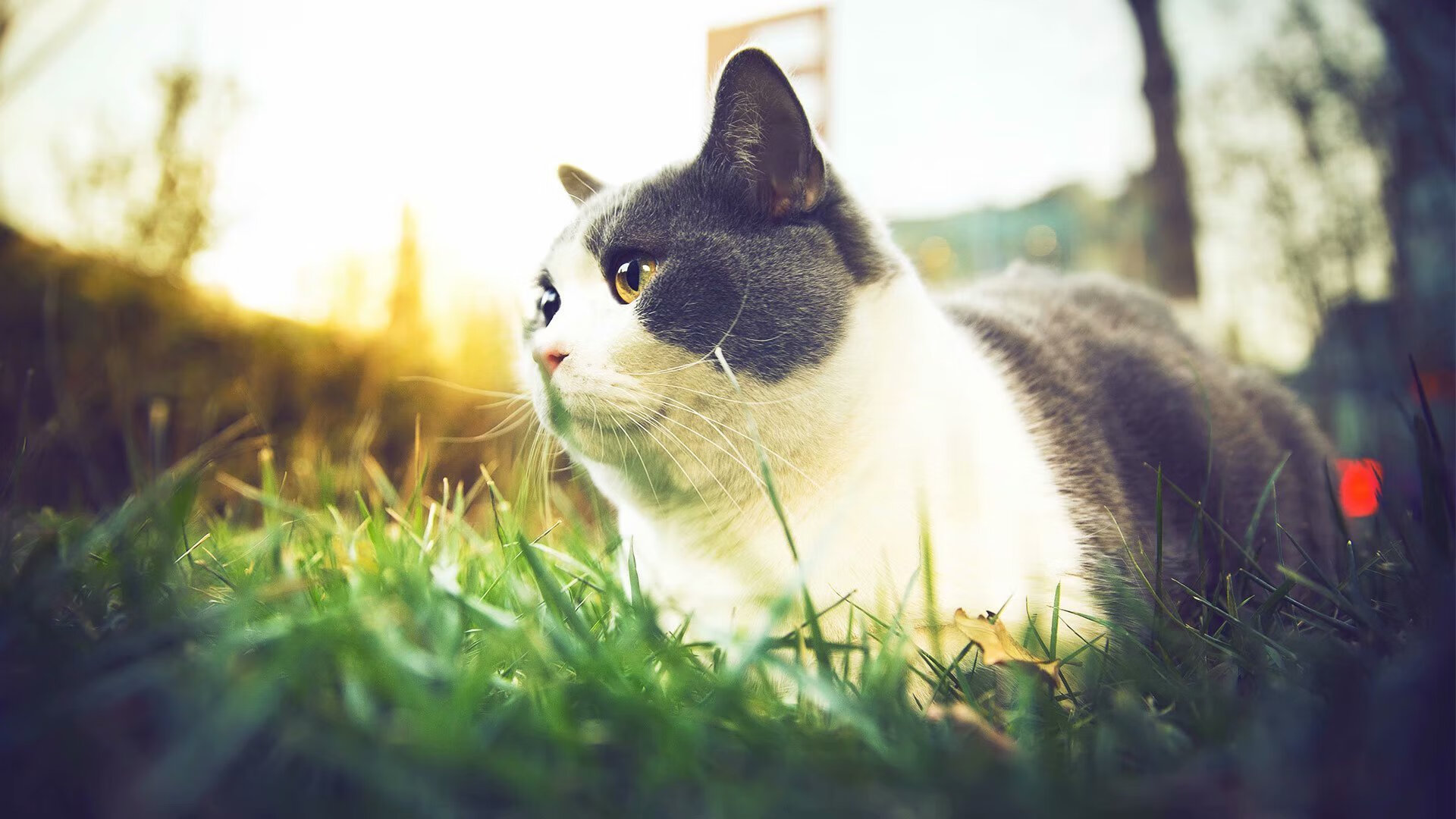 卡普尔凭借迅猛的反应速度，帮助袋鼠队化解对方进攻，gvgnp卡普尔