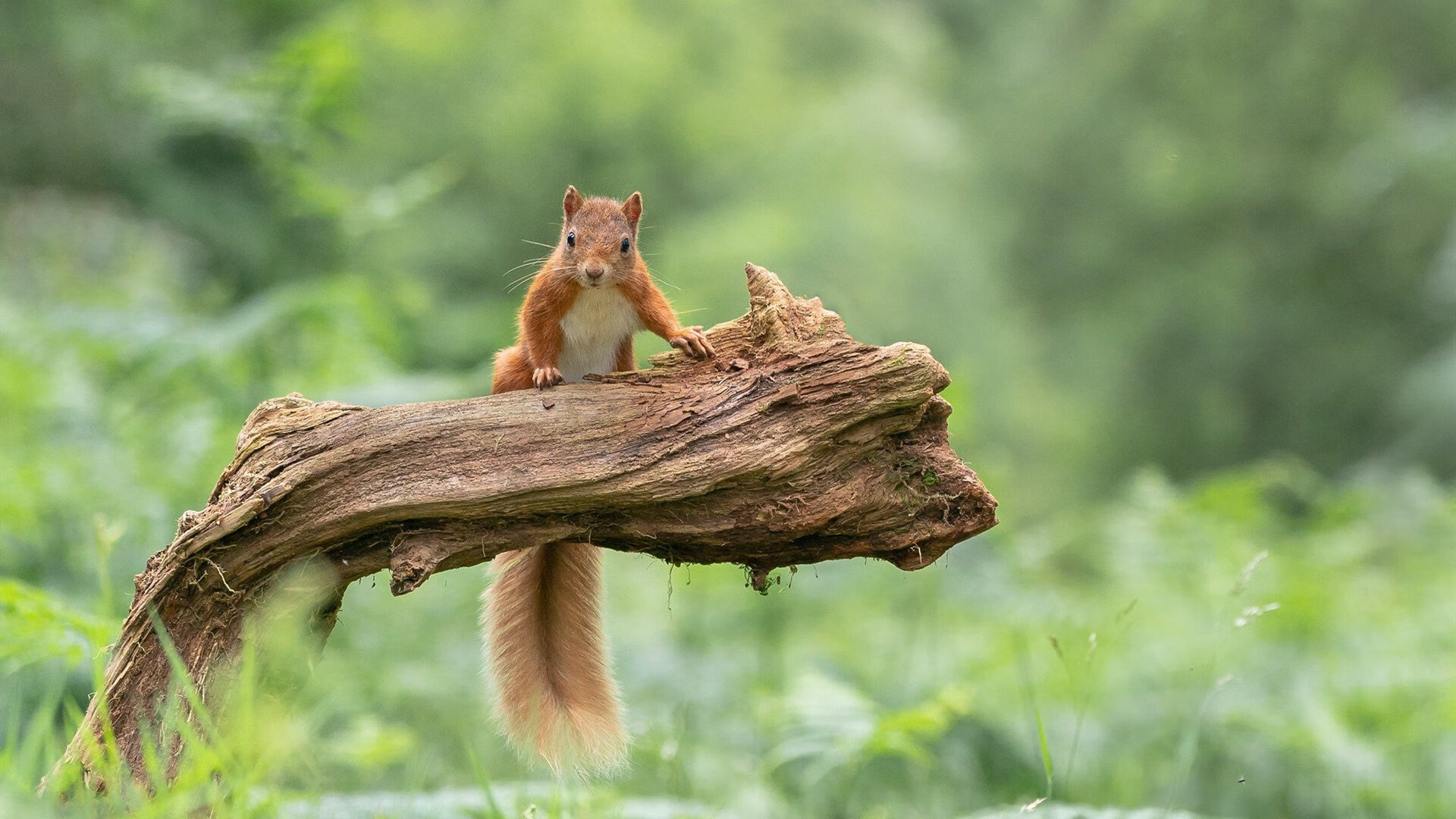 国家队加强进攻端战术训练力争提高比赛破门效率，进攻战术基础配合方法